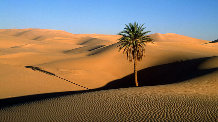 Palm Tree Desert Dunes Sand HD, природа, дерево, пустыня, песок, пальмы, дюны, HD обои