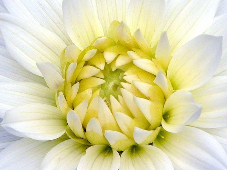 Makrofotografie der weißen Dahlie Blume, Aster, Aster, weiße Aster, Makrofotografie, Dahlie, Blume, Natur, Garten, Blüte, Pflanze, Blütenblatt, Nahaufnahme, Blüte, Hintergründe, HD-Hintergrundbild