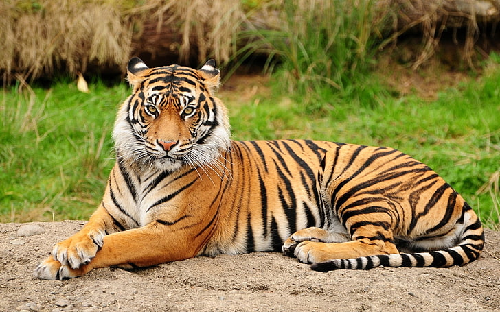 harimau, binatang, kucing besar, Wallpaper HD