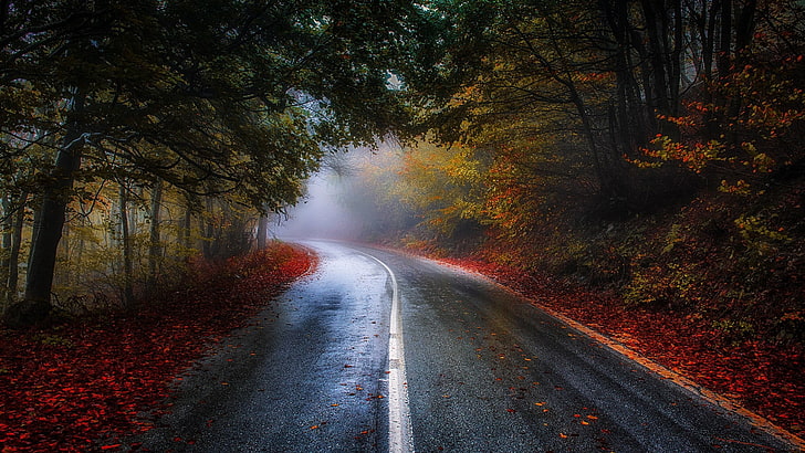 green leaf tree, photo of road surrounded by trees, nature, photography, landscape, road, forest, mist, morning, sunlight, trees, fall, leaves, red, blue, shrubs, Greece, HD wallpaper