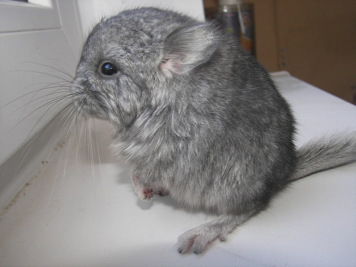 gray rodent, chinchilla, gray, furry, animal, HD wallpaper