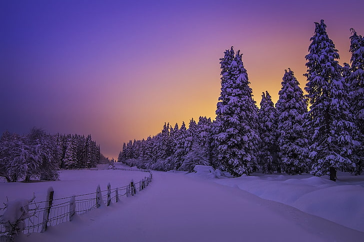 green leafed tree lot, winter, forest, snow, trees, sunset, ate, the snow, Spain, Biscay, Basque Country, HD wallpaper