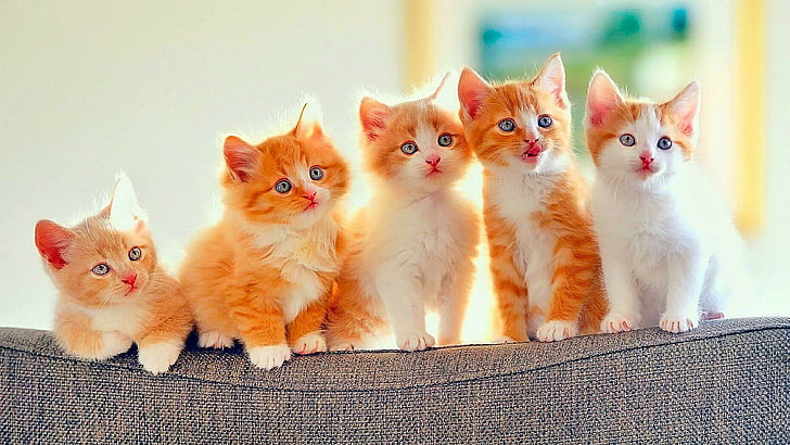 голубые глаза, кошка, млекопитающее, котята, кошки, котенок, усы, домашняя кошка, HD обои