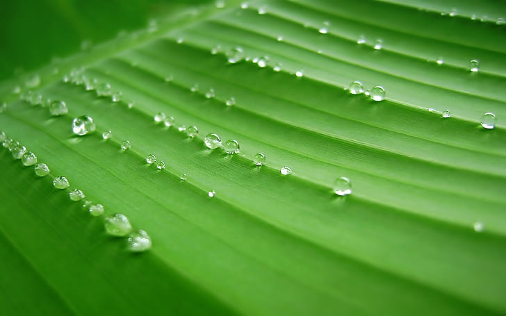 Banana Leaf, Green, Dew, Water Drops, banana leaf, green, dew, water drops, HD wallpaper