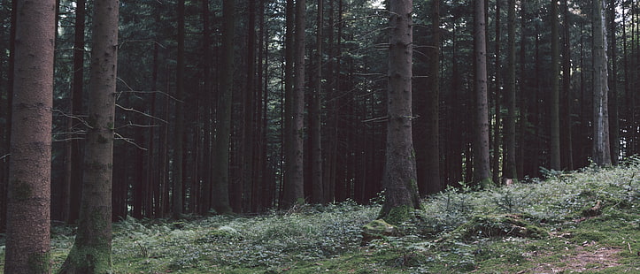 grüne Waldbäume, Schweiz, Natur, Wald, ultra-breit, dunkel, Landschaft, Bäume, Grün, Holz, HD-Hintergrundbild HD wallpaper