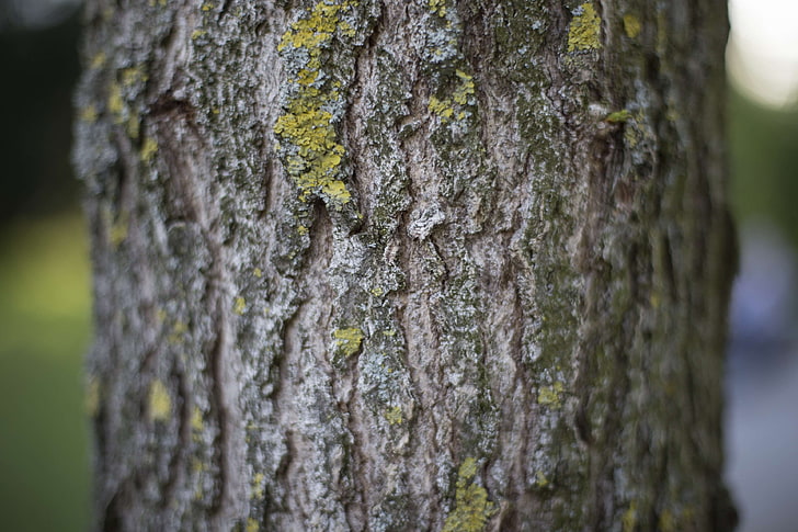 bark, forest, nature, plant, tree, wood, HD wallpaper