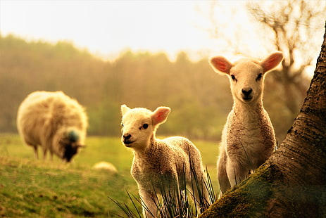 Животное, Овца, Детское животное, Милый, Ягненок, HD обои HD wallpaper