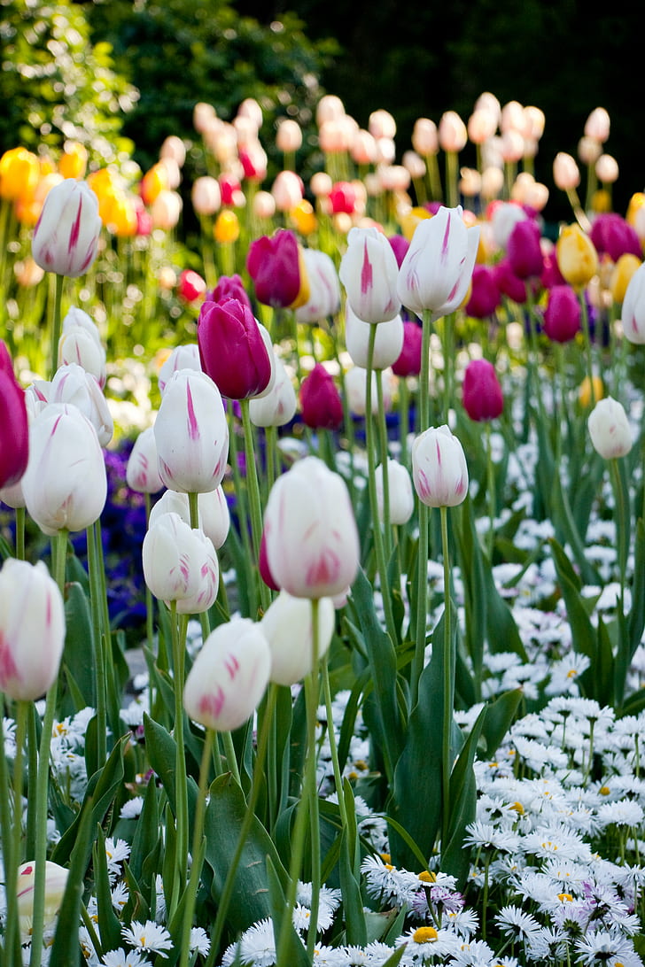 tulipes et marguerites en fleur pendant la journée, tulipes, champ, blanc, tulipes, parc, marguerites, en fleur, journée, Bucarest, Cismigiu Gardens, crème, exposition, fleurs, grand, tulipe, nature, printemps, fleur, plante, saison,parterre de fleurs, multi couleur, capitule, vert couleur, extérieur, fraîcheur, été, beauté dans la nature, Fond d'écran HD, fond d'écran de téléphone