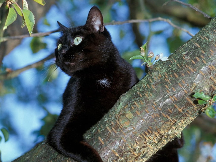 bombay katt, katt, träd, svart, sitt, HD tapet