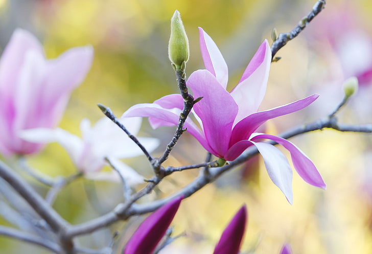 flores rosadas, magnolia, pétalos, flores, ramas, Fondo de pantalla HD