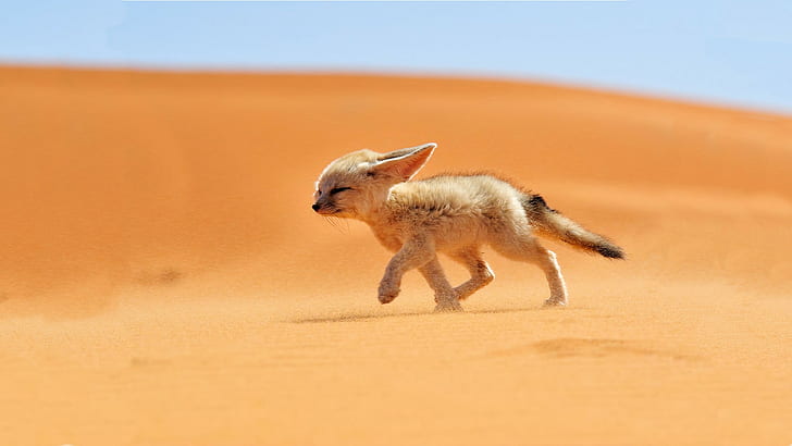 animals, fox, fennec, desert, sand, HD wallpaper