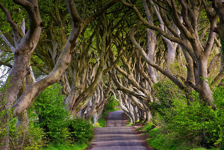 дорога, деревья, Англия, аллея, бук, северная ирландия, Bregagh Road, Dark Hedges, HD обои