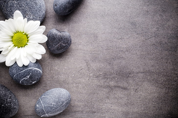 flower, stones, Daisy, spa, zen, HD wallpaper