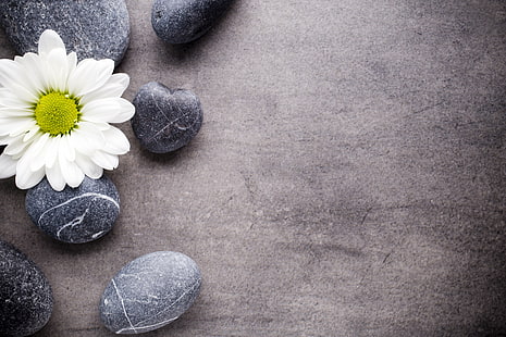  flower, stones, Daisy, spa, zen, HD wallpaper HD wallpaper
