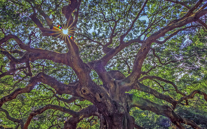 Ange Oak Tree ต้นไม้แองเจิลขนาดใหญ่อายุประมาณ 1100 ปีบนเกาะจอห์นแคโรไลนาเดสก์ท็อปวอลเปเปอร์ HD สำหรับโทรศัพท์มือถือแท็บเล็ตและพีซี 3840 × 2400, วอลล์เปเปอร์ HD