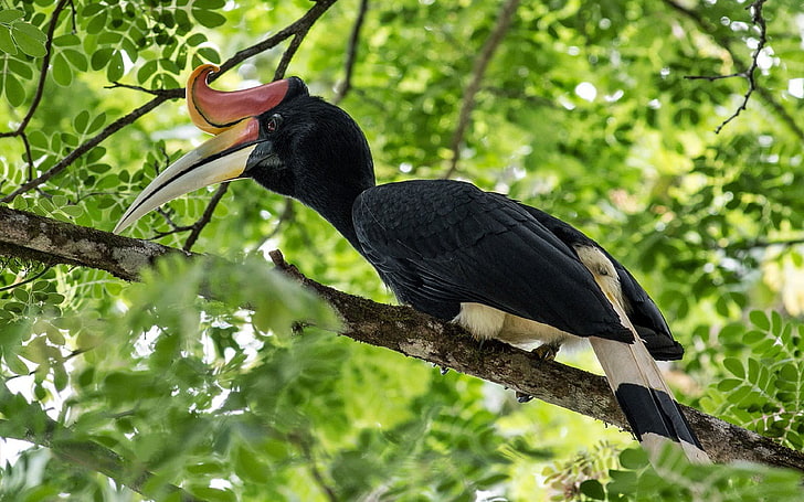 Nashornhornvogel Exotic Bird 01, HD-Hintergrundbild
