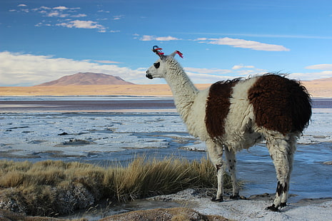 الحيوانات ، اللاما ، بوليفيا ، المناظر الطبيعية ، الألبكة ، البحيرة ، الملح، خلفية HD HD wallpaper