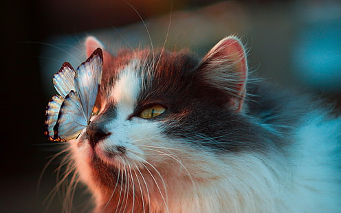 бабочка, на носу, пятнистый кот, HD обои HD wallpaper
