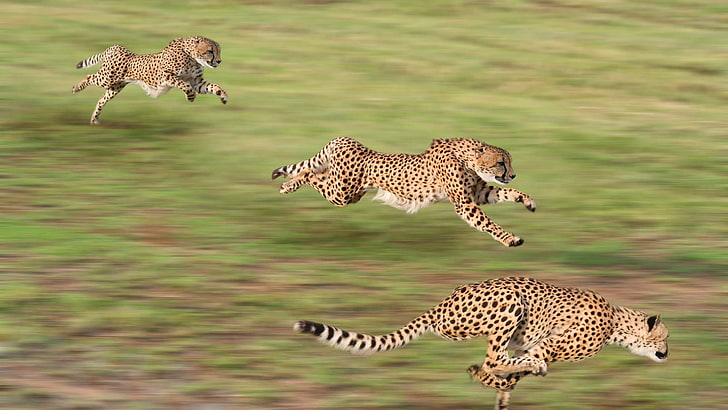 gepard, katzenartig, große katze, tiere, katze, afrika, safari, tierwelt, tier, raubtier, fleischfresser, HD-Hintergrundbild