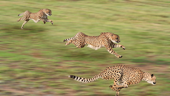 ghepardo, felino, grande gatto, animali, gatto, africa, safari, fauna selvatica, animale, predatore, carnivoro, selvaggio, mammifero, africano, Sfondo HD HD wallpaper