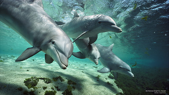 Delfines nariz de botella, Hawaii, Ocean Life, Fondo de pantalla HD HD wallpaper