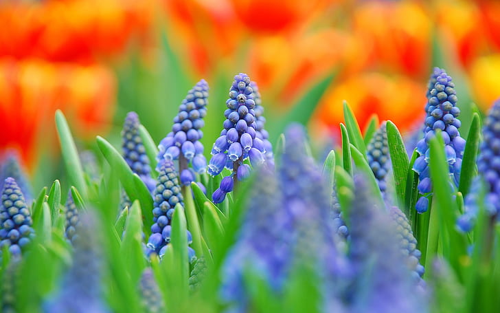 Muscari, flores azules, fotografía borrosa, flores azules con hojas verdes, Muscari, azul, flores, borrosa, fotografía, Fondo de pantalla HD