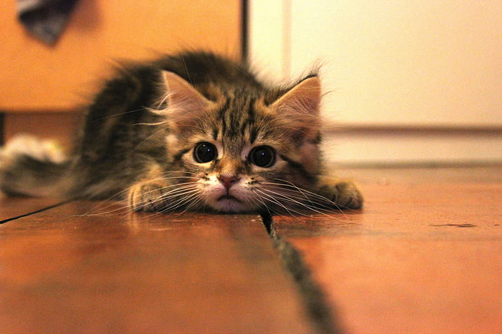 brown Tabby cat on brown floor, cat, animals, HD wallpaper