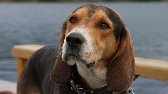 basset hound tricolore adulto, cane, museruola, fiume, vista, Sfondo HD HD wallpaper