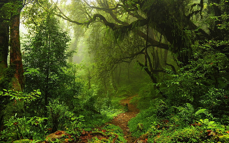 лесные тропинки цифровые обои, природа, деревья, лес, листья, лианы, туман, мох, тропинка, растения, папоротники, тропический лес, джунгли, HD обои