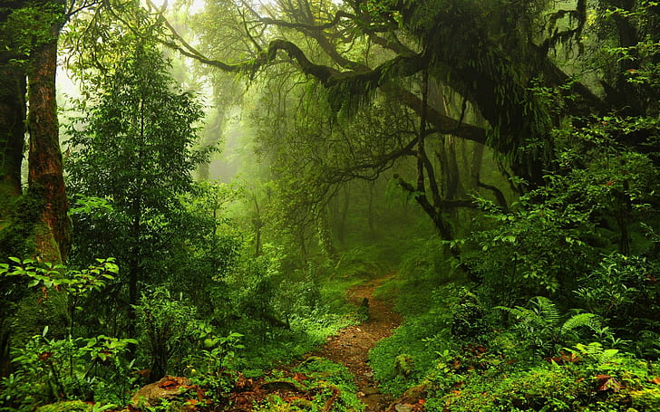 sentiero, felci, alberi, natura, piante, liane, nebbia, foresta, foresta pluviale, muschio, foglie, giungla, Sfondo HD