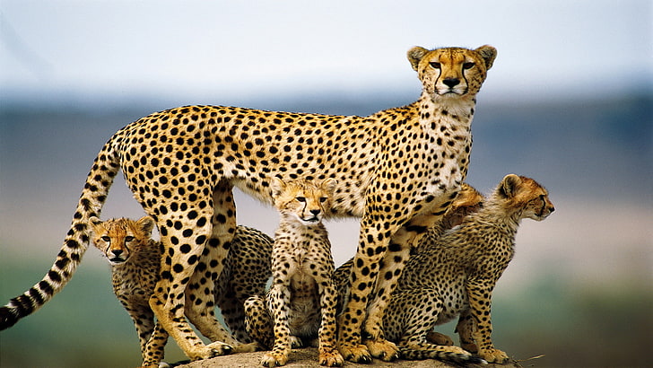 cheetah, kucing besar, kucing, macan tutul, bulu, predator, kucing, margasatwa, hewan, afrika, liar, safari, mamalia, karnivora, afrika, Wallpaper HD