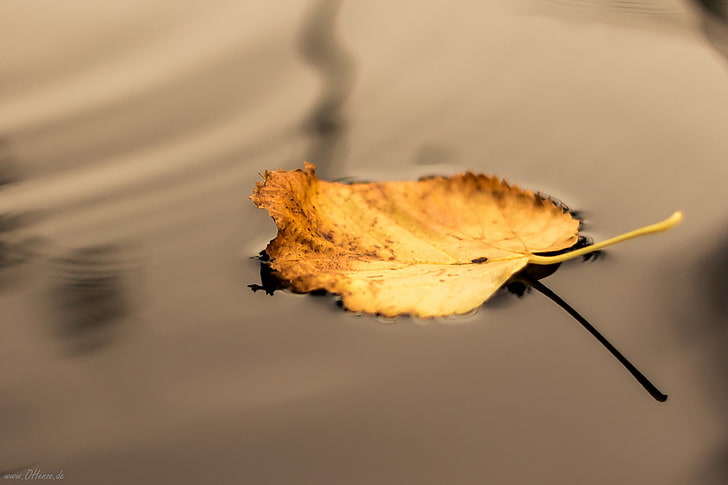 brązowy liść, pory roku, woda, liście, jesień, Tapety HD