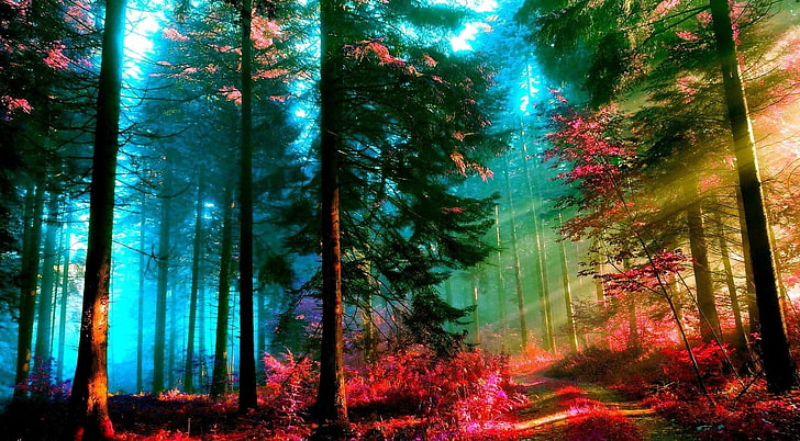 árbol de hojas verdes, manipulación de fotos, bosque, otoño, corrección de color, luz solar moteada, hojas rojas, Fondo de pantalla HD