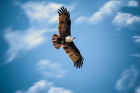 grauer und schwarzer Vogel, Tiere, Adler, fliegend, HD-Hintergrundbild HD wallpaper