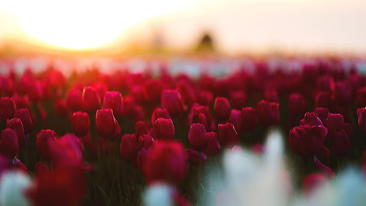 tulipe, tulipes rouges, champs de tulipes, jardin de tulipes, fleurs rouges, fleur, matin, plante, printemps, tulipes, champ, Fond d'écran HD
