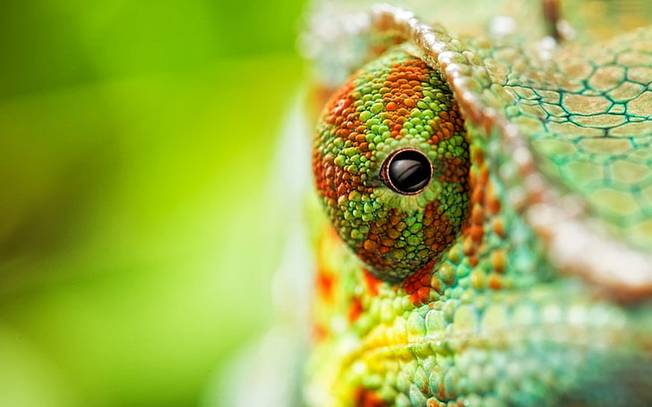 Chameleon eyes close-2017 Animal HD Wallpaper, Sfondo HD