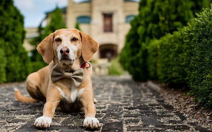 Dog front view, Dog, Front, View, HD wallpaper