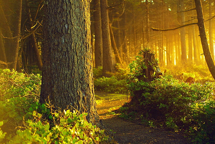 Natur-Landschaftswaldfoto-Hintergrund, Bäume, Hintergrund, Wald, Landschaft, Natur, Foto, HD-Hintergrundbild
