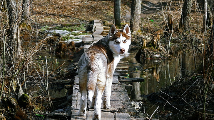 forest animals dogs husky wooden bridge swamps wolves 1600x900  Animals Dogs HD Art , animals, forest, HD wallpaper
