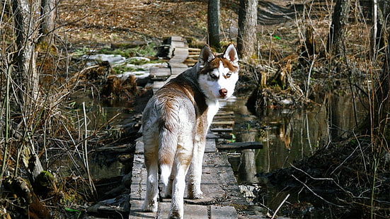 горски животни кучета хъски дървен мост блата вълци 1600x900 Животни Кучета HD Изкуство, животни, гора, HD тапет HD wallpaper