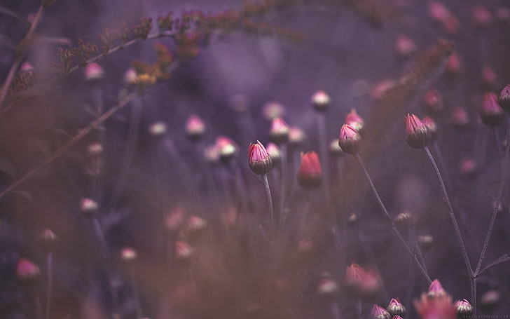 검은 색과 빨간색 꽃 섬유, 꽃, 풍경, HD 배경 화면