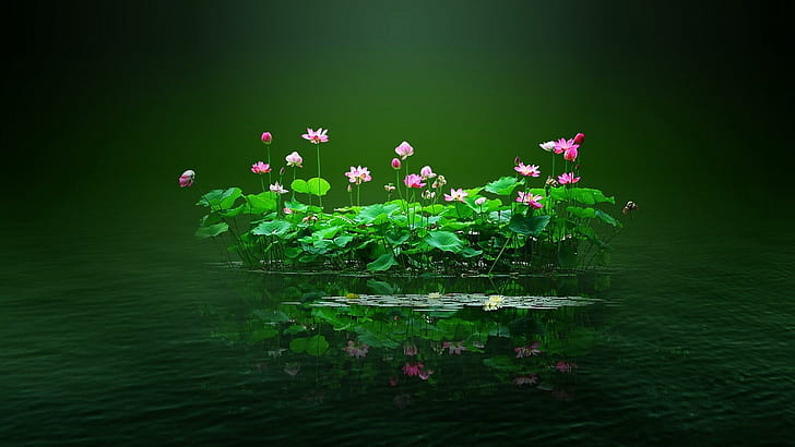 Swamp Flowers, water, swamps, nature, flowers, nature and landscapes, HD wallpaper