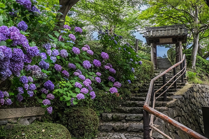 purple petaled flowers, flowers, Japan, ladder, temple, Kyoto, hydrangeas, Yoshimine-dera Temple, HD wallpaper