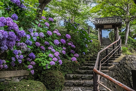 purple petaled flowers, flowers, Japan, ladder, temple, Kyoto, hydrangeas, Yoshimine-dera Temple, HD wallpaper HD wallpaper