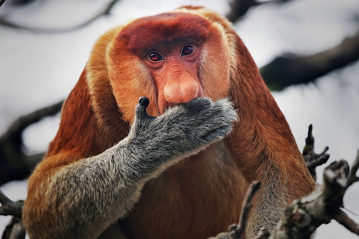 Monkeys, Proboscis Monkey, HD wallpaper