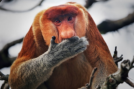 Monkeys, Proboscis Monkey, HD wallpaper HD wallpaper