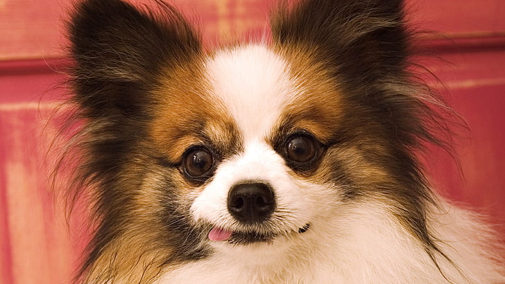 tan and white Papillon puppy, butterfly dog, muzzle, ears, fluffy, protruding tongue, HD wallpaper