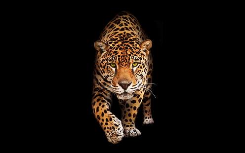 ジャガー、ウォーキング、捕食者、野生動物、大きな猫、動物、 HDデスクトップの壁紙 HD wallpaper