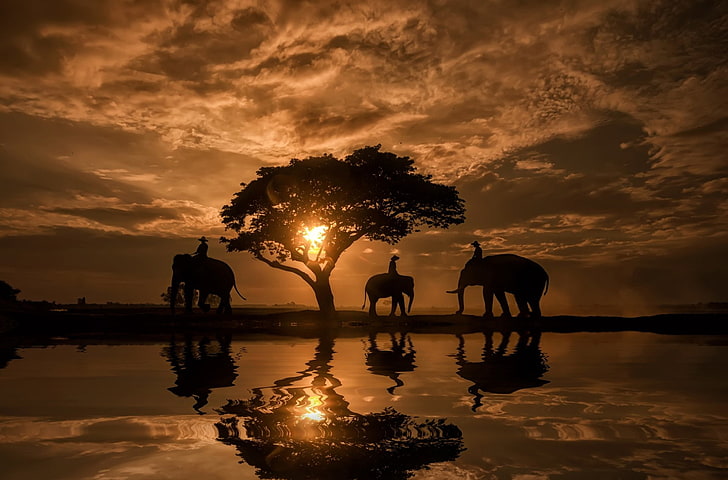 Photography, Sunset, Elephant, Reflection, Silhouette, Sky, Tree, HD wallpaper