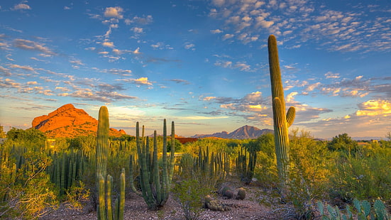 zielone drzewo liściaste, krajobraz, przyroda, pustynia, kaktus, góry, Arizona, Tapety HD HD wallpaper